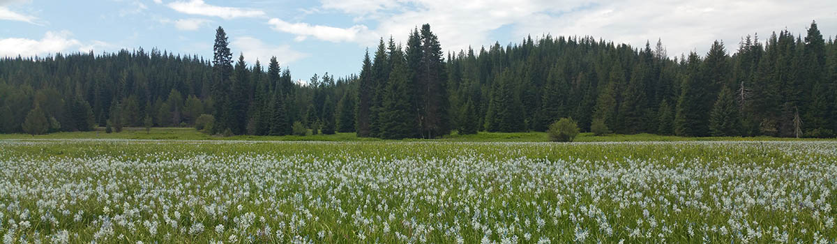 meadow with flowers borded by trees